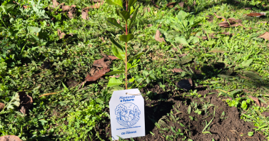 Crianças e adolescentes plantam árvores frutíferas em Tijucas do Sul