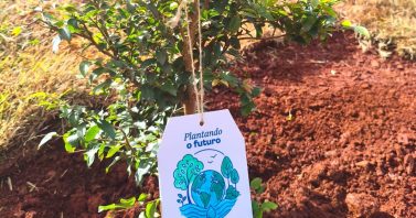 Alunos de escola municipal de Pitanga participam de ação ambiental com plantio de árvores nativas